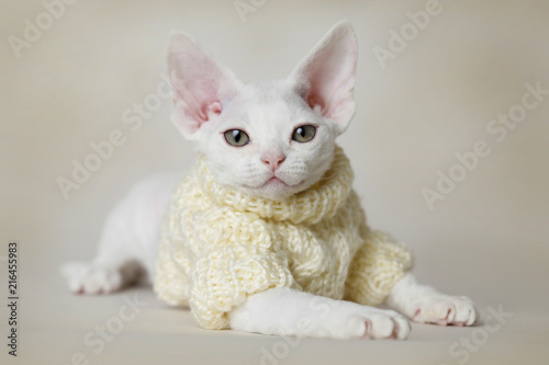 devon rex sweater