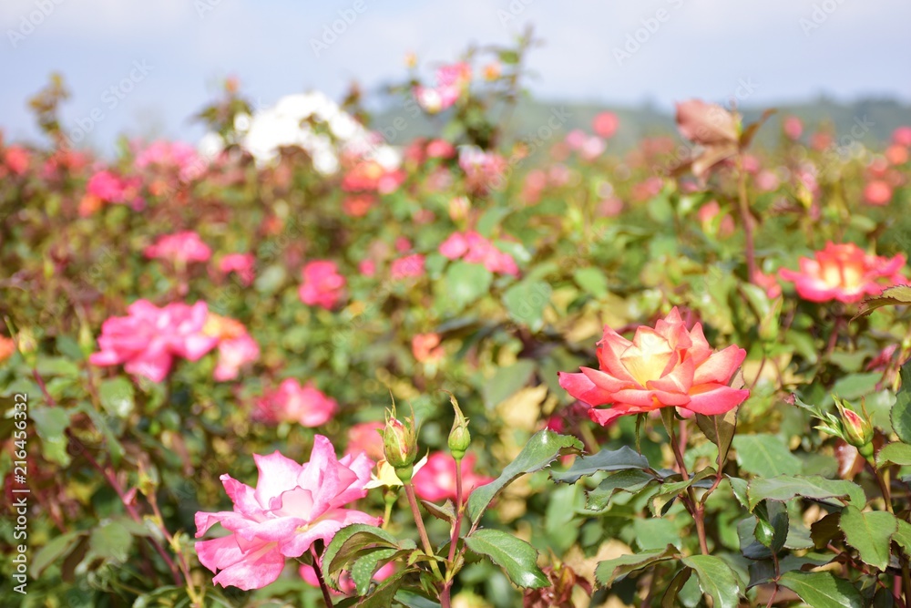 Close up Pink Rose with blurred background in the garden. Close up Pink Rose with blurred background in the garden.