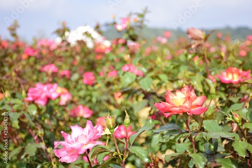 Close up Pink Rose with blurred background in the garden.