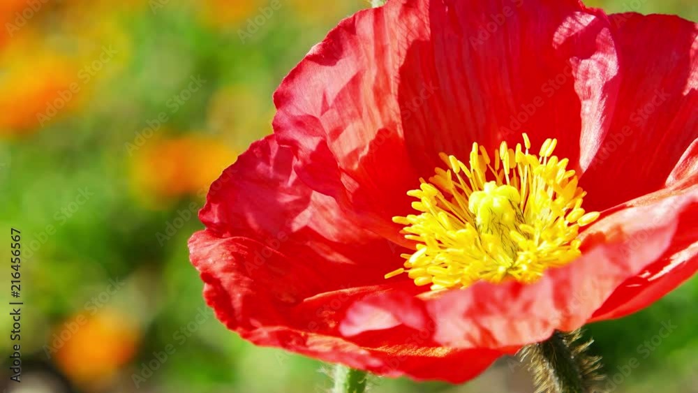 Closeup of a large red poppy blossom.  Light breeze moving the flower.  Green foliage and yellow flowers out of focus in the background.