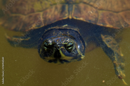 A Yellow-bellied slider turtles stares straight at the camera as it swims to the bank in a pond in Arapahoe North Carolina