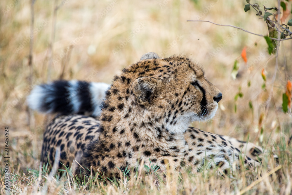 cheetah cheetah