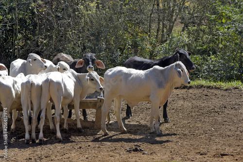 Zebu male calves feeding on the trough