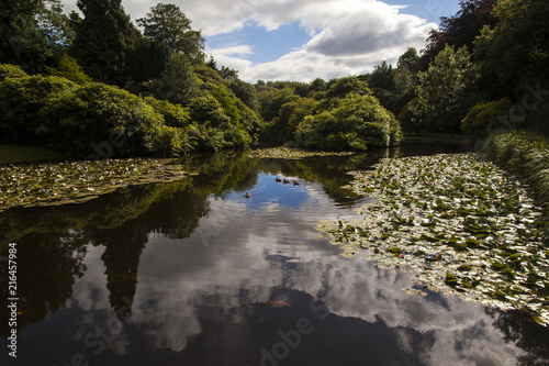 Fototapeta Naklejka Na Ścianę i Meble -  Ornamental Pond Sky Reflection