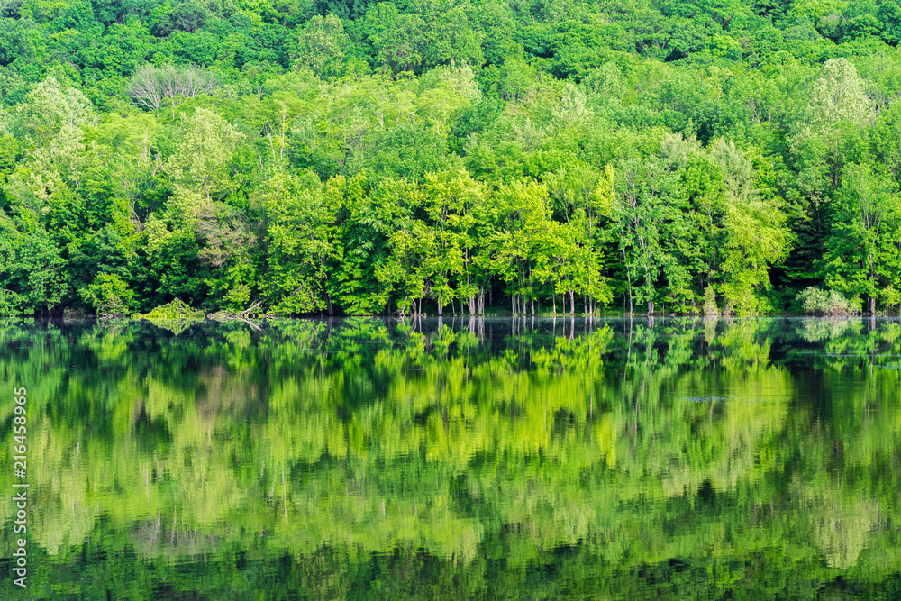 Forest reflection