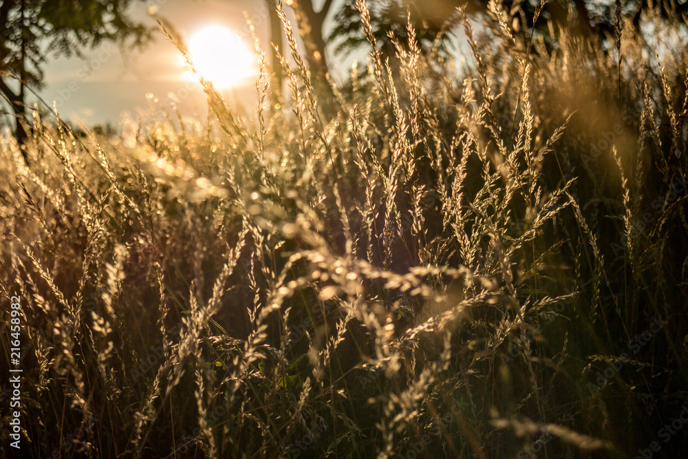 Fototapeta premium Golden hour and hay grass