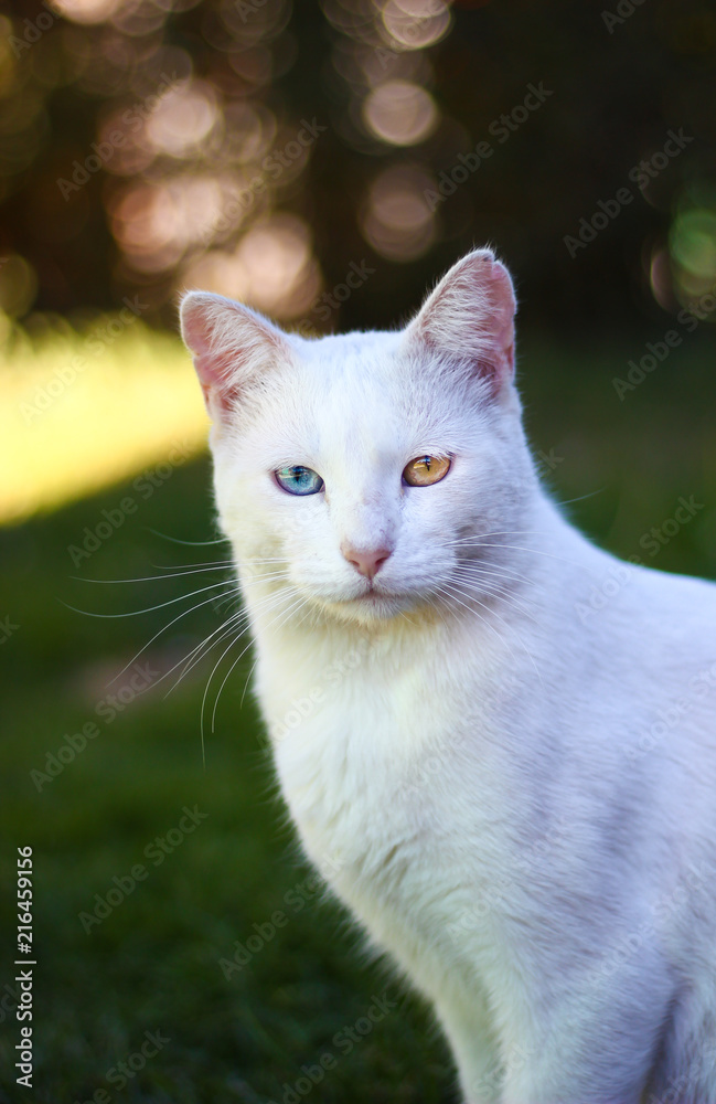 two colored eye cat