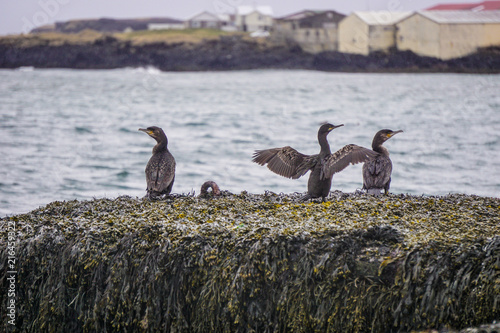 Beautiful view of Hellissandur village from the water with cormorants family, Iceland photo