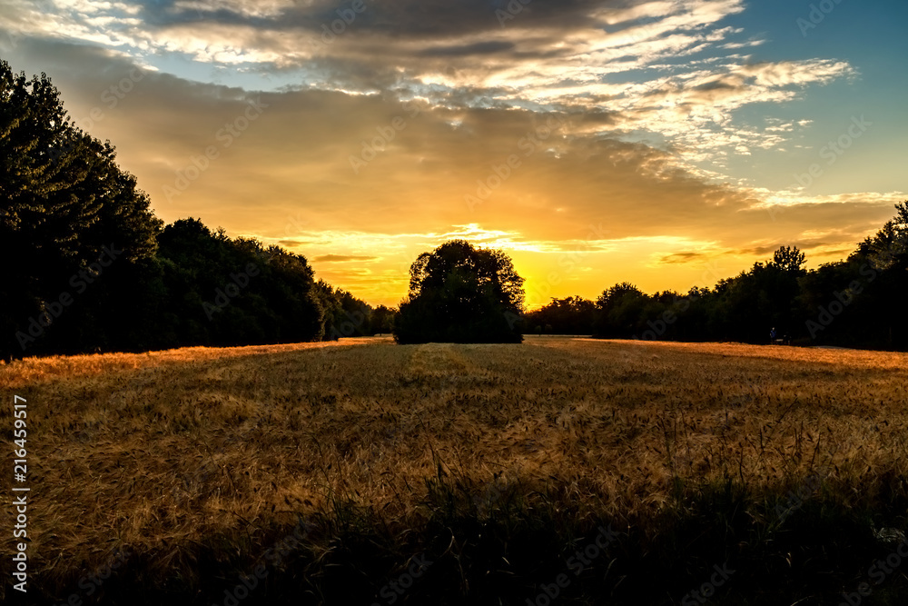 Golden hour and field with grain