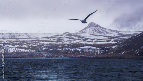 Flying bird in Olafsvik, Iceland photo