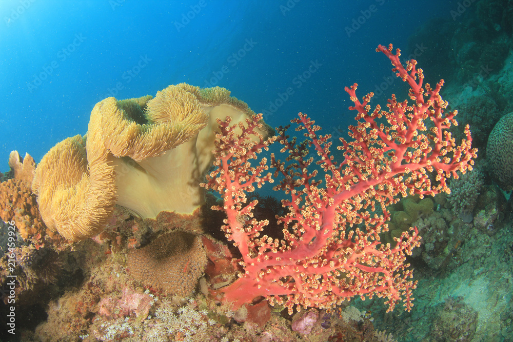 Naklejka premium Coral reef underwater 