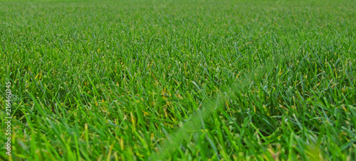 Grass low angle