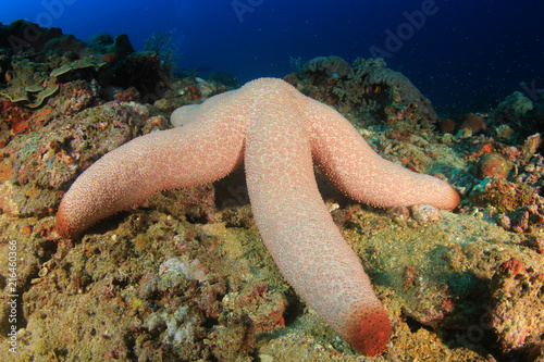 Red Starfish 