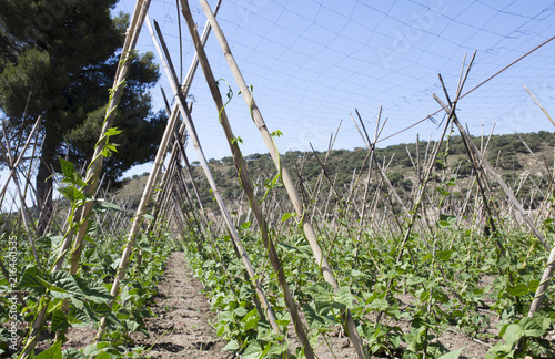 Rows of runner beans with supporting canes and protective ceiling netting photo