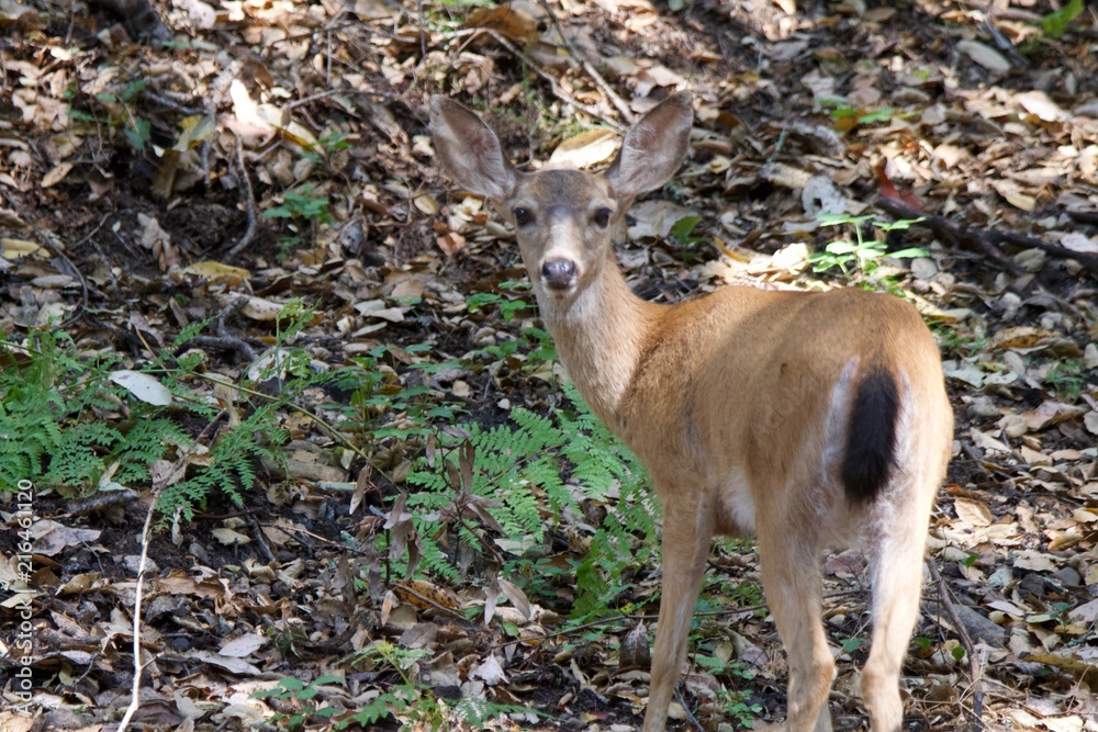 Shiloh Ranch Regional California deer. The park includes oak woodlands, forests of mixed evergreens, ridges with sweeping views of the Santa Rosa Plain, canyons, rolling hills, a shaded creek Shiloh Ranch Regional California deer. The park includes oak woodlands, forests of mixed evergreens, ridges with sweeping views of the Santa Rosa Plain, canyons, rolling hills, a shaded creek