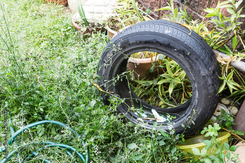 Standing water trapped in tire and containers breed mosquito photo