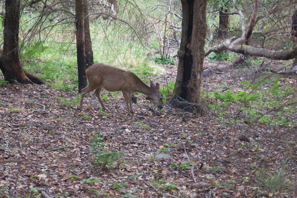 Shiloh Ranch Regional California deer. The park includes oak woodlands, forests of mixed evergreens, ridges with sweeping views of the Santa Rosa Plain, canyons, rolling hills, a shaded creek Shiloh Ranch Regional California deer. The park includes oak woodlands, forests of mixed evergreens, ridges with sweeping views of the Santa Rosa Plain, canyons, rolling hills, a shaded creek