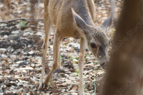 Shiloh Ranch Regional California deer.  The park includes oak woodlands, forests of mixed evergreens, ridges with sweeping views of the Santa Rosa Plain, canyons, rolling hills, a shaded creek photo