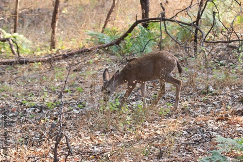 Shiloh Ranch Regional California deer.  The park includes oak woodlands  forests of mixed evergreens  ridges with sweeping views of the Santa Rosa Plain  canyons  rolling hills  a shaded creek 