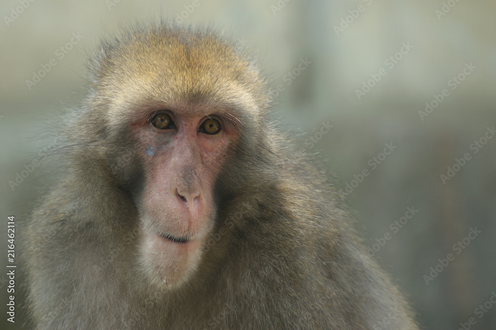 Obraz premium ニホンザル