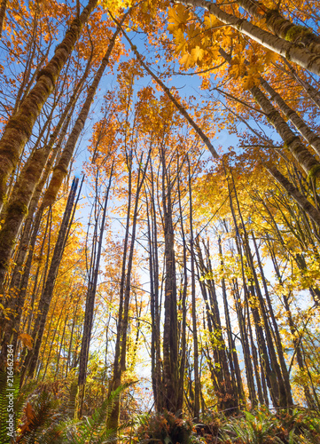 Obraz na plátně looking up at tress in the fall