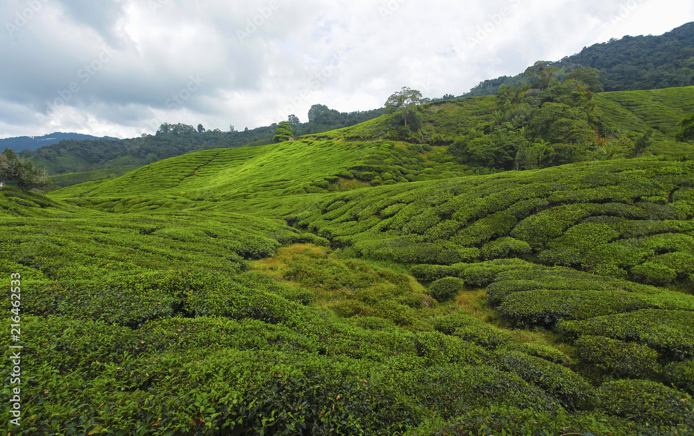 Tea plantation in Cameron highlands, Malaysia .