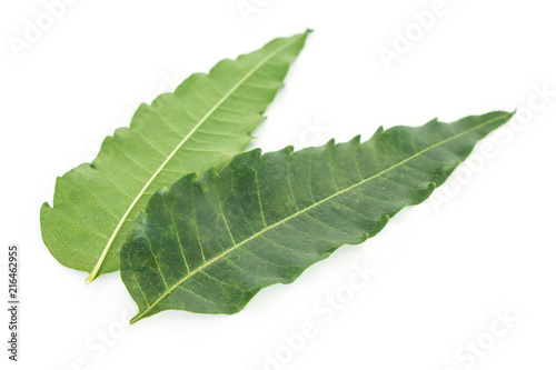 green leaf texture on white background.