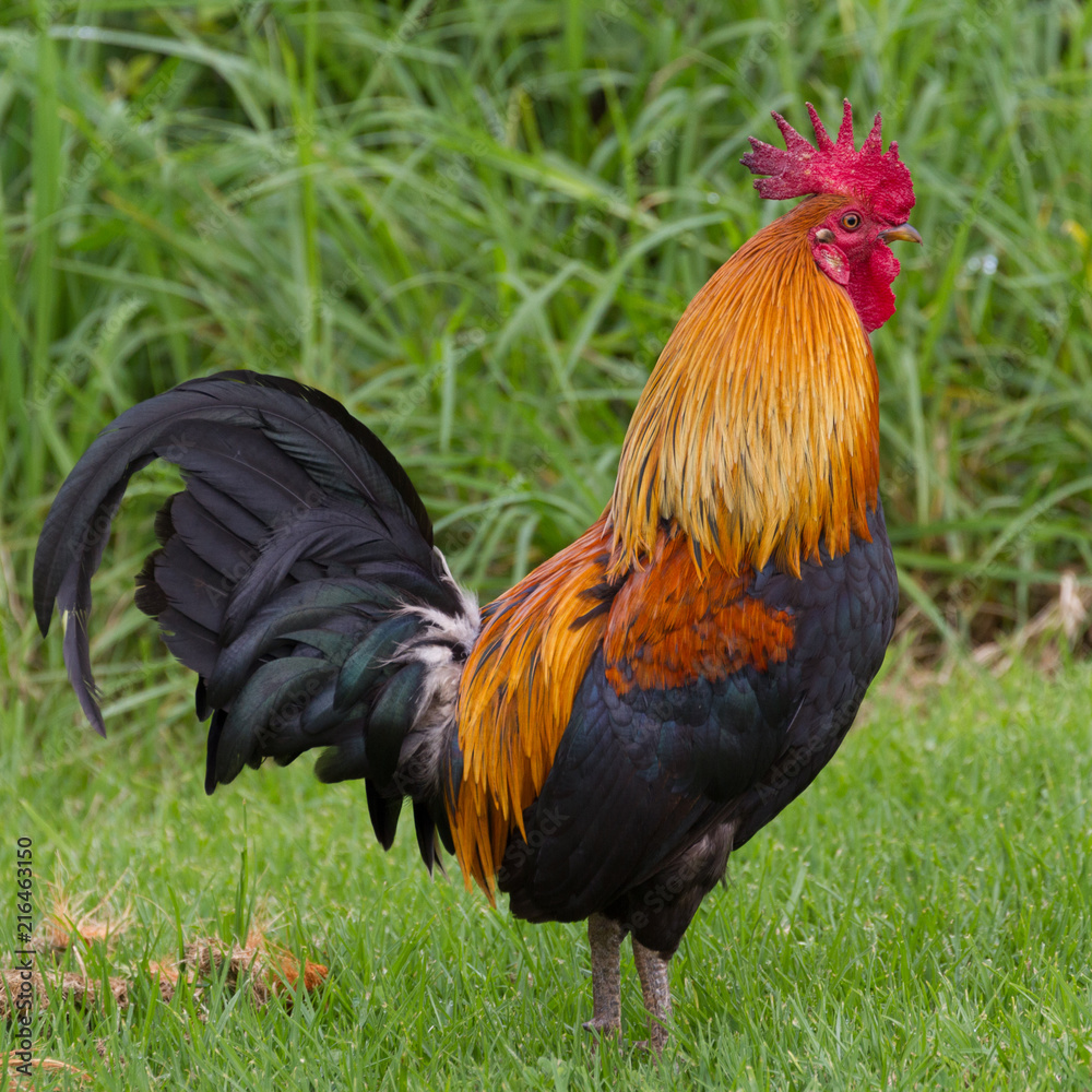 Red Junglefowl Red Junglefowl