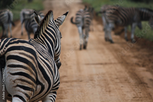 Zebras crossing