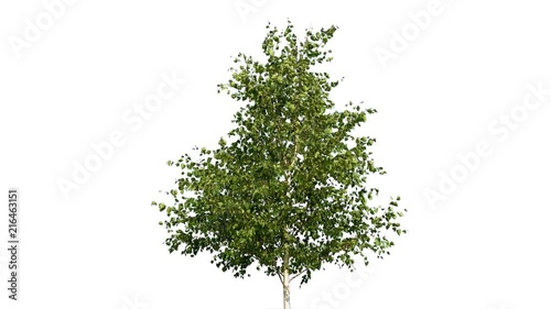 Green tree swaying in the wind on white isolated screen background
