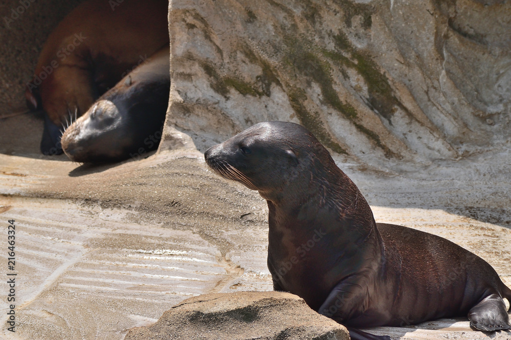 Fototapeta premium カリフォルニアアシカ