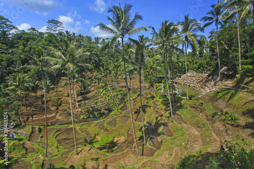 Paddy tarrace in Bali. photo