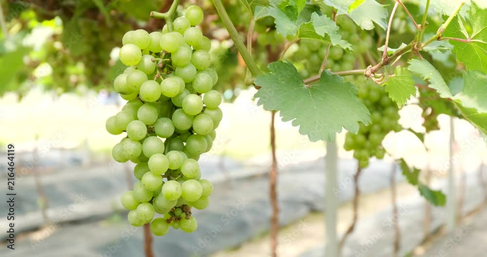 custom made wallpaper toronto digitalGreen Grapes farm