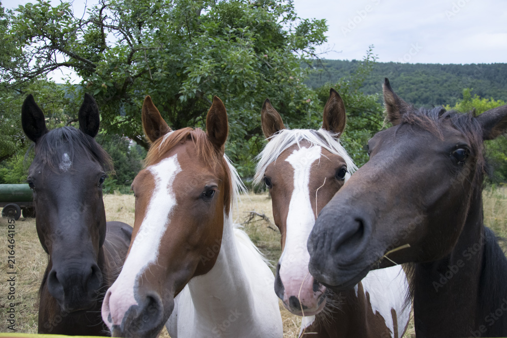 white brown and black horses white brown and black horses