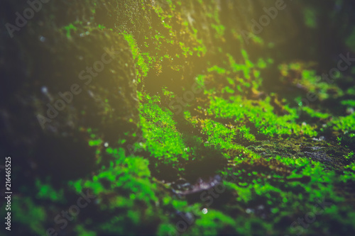 green moss with sunlight background.