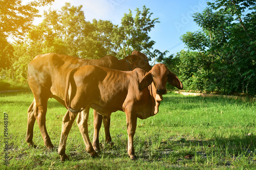 Brown Cows at countryside in Thailand