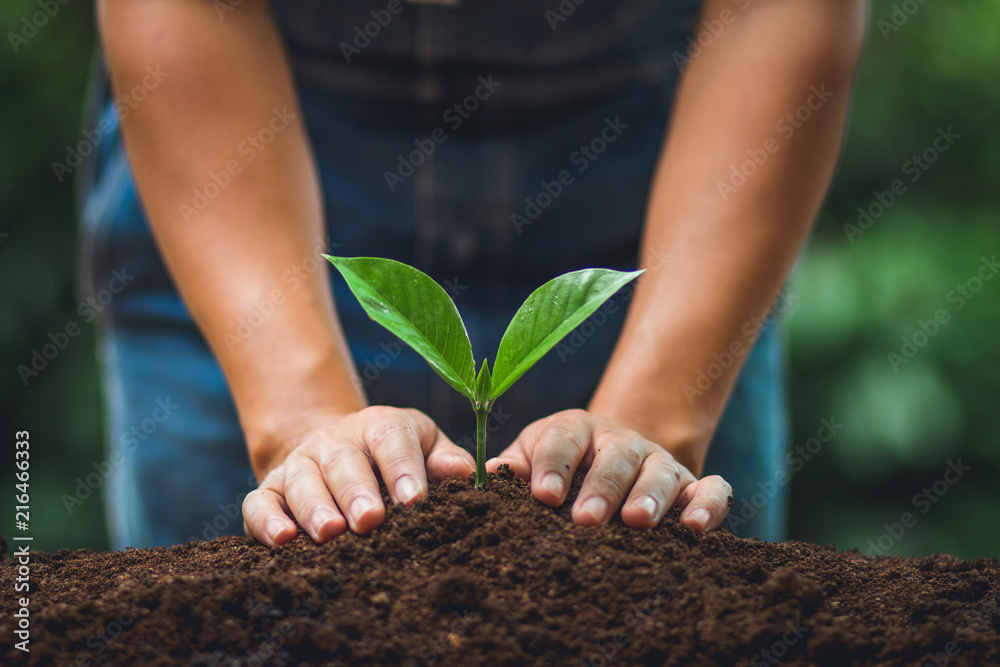 Young tree Tree Planting Tree care Watering a tree in nature Stock