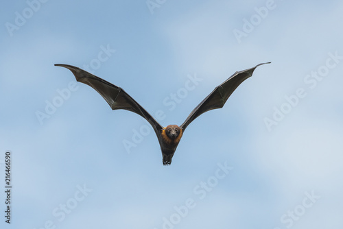 Bat flying on blue sky (Lyle's flying fox ,Pteropus lylei)
