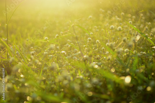 Close-up Water drops on flowers grass and sunrise background in the morning
