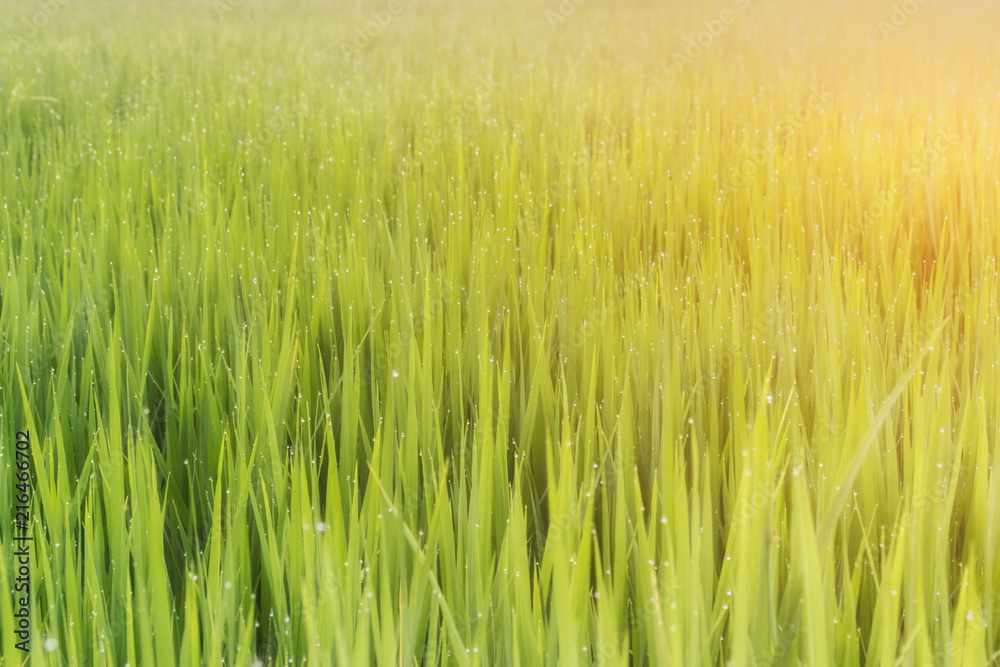 fresh green grass with water drops close-up background fresh green grass with water drops close-up background