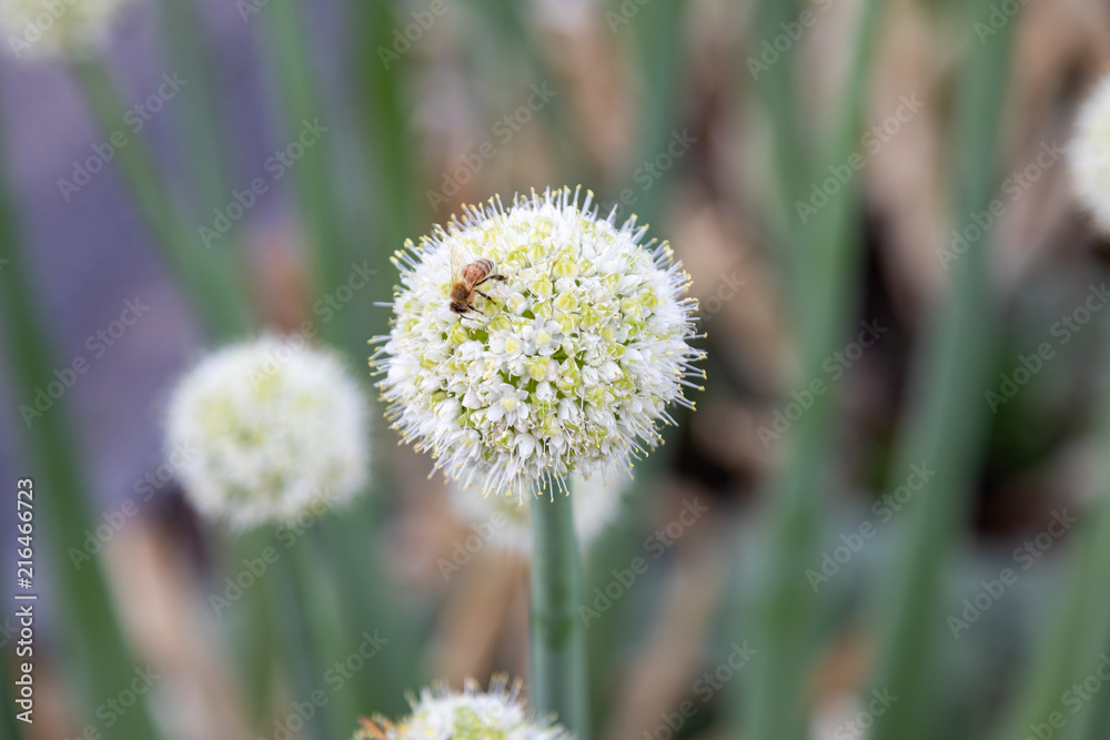 Bee collecting pollen on onion flower. Blooming onion. Bee collecting pollen on onion flower. Blooming onion.