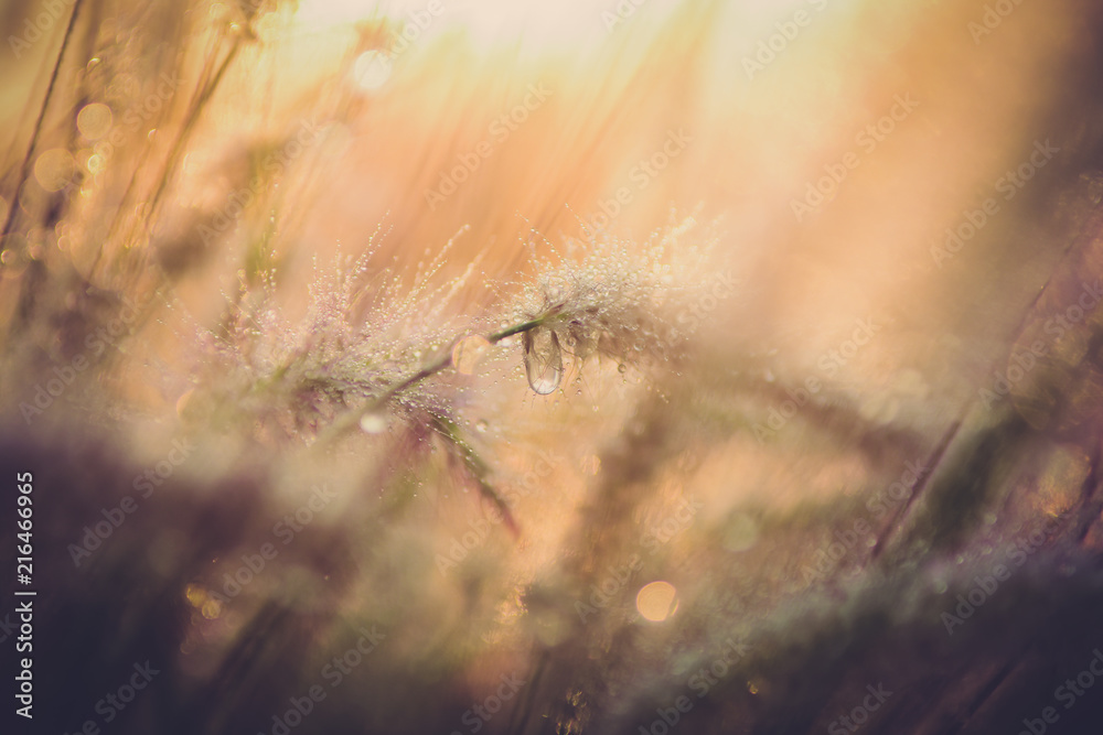 Close-up Water drops on flowers grass and sunrise background in the morning Vintage tone.