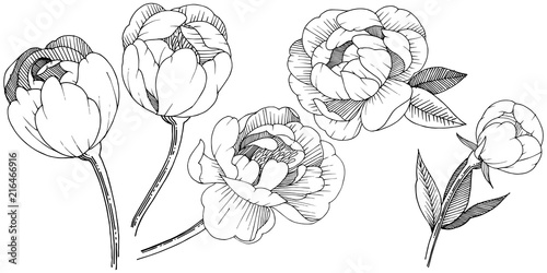 Peony in a vector style isolated. Full name of the plant: peony. Vector flower for background, texture, wrapper pattern, frame or border.
