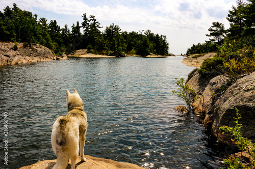 Siberian Husky on the shores of lake looking very majestic photo