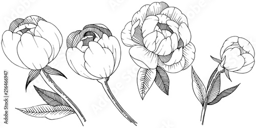 Peony in a vector style isolated. Full name of the plant: peony. Vector flower for background, texture, wrapper pattern, frame or border.
