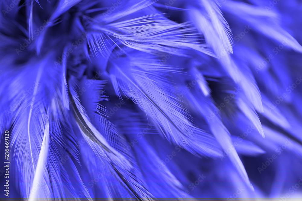 Obraz premium Bird and chickens feather texture abstract for background, soft focus and blur style