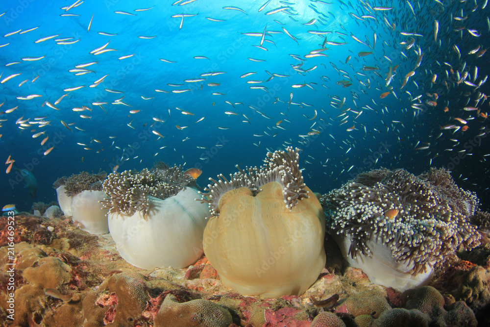 Fototapeta premium Underwater coral reef 