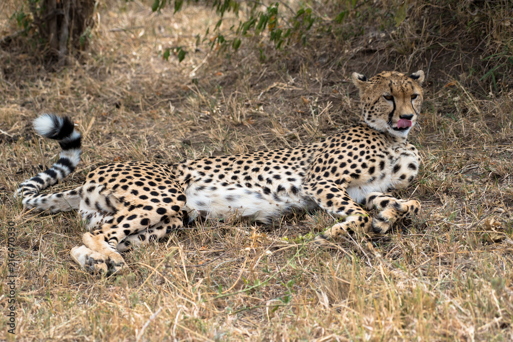 Fototapeta premium cheetah