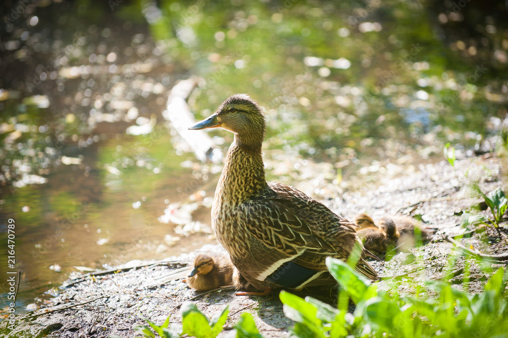 duck family duck family