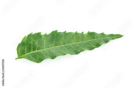 green leaf texture on white background.